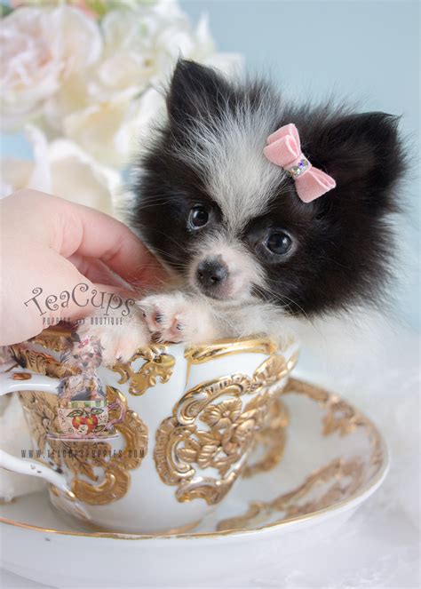 adorable little pomeranian puppies for sale teacups