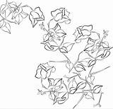 Bougainvillea Drawing Line Drawings Flower sketch template