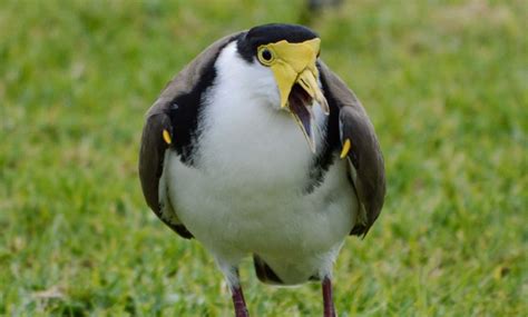 plovers arent   enemy theyre  misunderstood