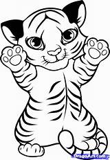 Tiger Coloring Pages Cute Baby Clipart Drawing Easy Library sketch template