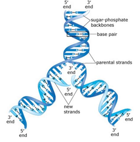The Diagram Below Shows A Double Stranded Dna Molecule