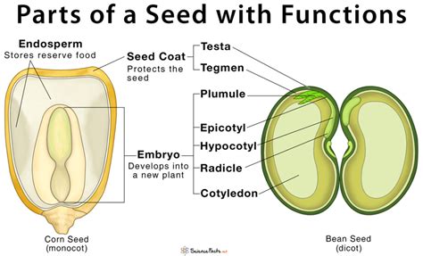 parts   seed  structure  functions  diagram parts   seed seeds plant science