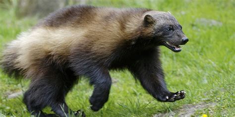 wolverine national wildlife federation