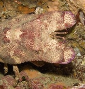Afbeeldingsresultaten voor "scyllarides Haanii". Grootte: 176 x 185. Bron: reeflifesurvey.com