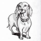 Dachshund Drawing Dog Sketch Wiener Dogs Coloring Pages Cute Drawings Pencil Arte Paintingvalley Sketches Choose Board sketch template