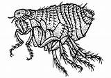 Floh Flea Pulga Vlooi Plague Malvorlage Kleurplaat Bubonic Openclipart Pngmart Webstockreview sketch template