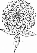 Zinnia Coloring Pages Flower Clipart Drawing Printable Color Border Getcolorings Designlooter Zinnias Getdrawings Tablets Compatible Ipad Android Version Click Clipground sketch template