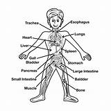 Coloring Anatomy Physiology Pages Popular sketch template