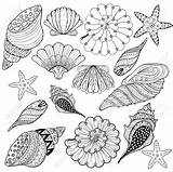 Coloring Seashell Shell Sea Drawing Line Shells Seashells Zentangle Adult Pages Turtle Printable Color Conch Getdrawings Silhouette Vector Getcolorings sketch template