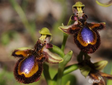 Pseudocopulation In Orchids Why Evolution Is True
