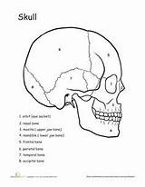 Worksheet Worksheets Labeling Unlabeled Physiology Cranium Heart Kidsworksheetfun Kristina sketch template