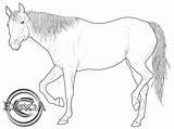 Horse Quarter Lineart Deviantart sketch template