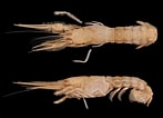 Image result for "thaumastocheles Japonicus". Size: 147 x 106. Source: japanesedecapods.web.fc2.com