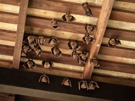 danger  bats   attic wildlife control lookout pest control