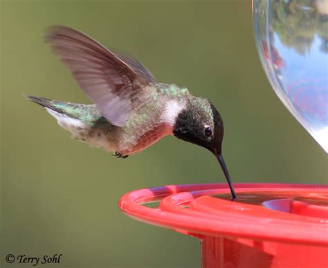 male black chinned hummingbird photo photograph picture