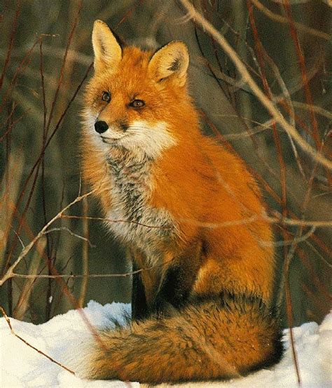 colors  foxes images  pinterest fox foxes  red fox