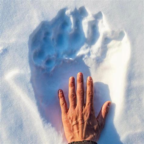 chronisch urlaub schlamm grizzly bear paw  human hand matratze spule
