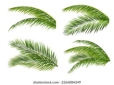 palm tree branches collection isolated white stock illustration