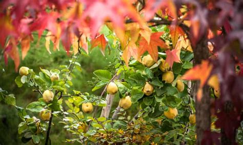 For Home Grown Treats Plant Fruit Trees Gardening Advice The Guardian