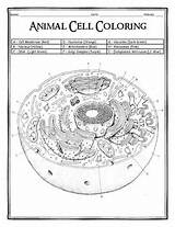Cell Coloring Animal Worksheet Prokaryotic Biology Subject Pages Template sketch template