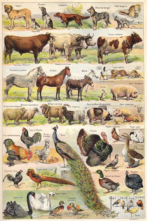 sizes domestiques animaux  flickr photo sharing animal posters animal