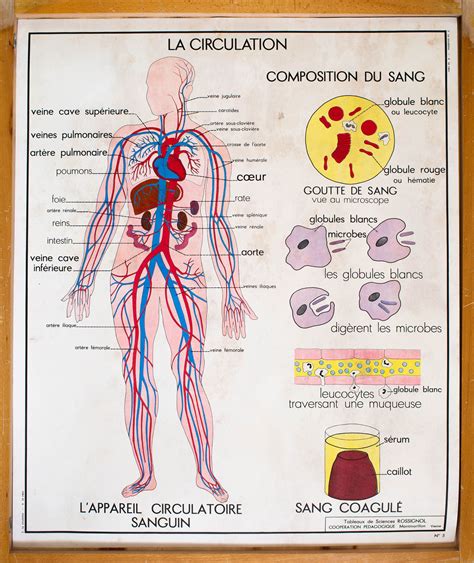 anatomie corps humain vintage affiche scolaire double etsy france artofit