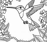 Coloring Hummingbird Pages Ruby Throated Printable Hummingbirds Color Getcolorings Getdrawings Print Colorings sketch template