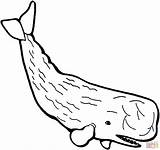 Whale Sperm Wal Ausmalen Pottwal Colorare Ausmalbilder Capodoglio Printable Whales Disegni Baleias Baleia Ballenas Animali Bambini sketch template