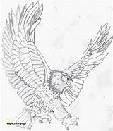 Eagle Coloring Bald Pages Kids Drawing Color Realistic Printable Soaring Flying Mandala Template Head Eagles Line Harpy Mycoloring Colouring Adult sketch template