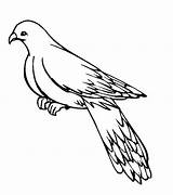 Pigeon Coloring Pages Printable Kids Colouring Template Bestcoloringpagesforkids sketch template