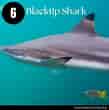 Image result for Black Pit Shark. Size: 109 x 110. Source: www.dutchsharksociety.org