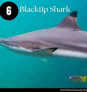 Black Pit Shark 的图像结果.大小：174 x 185。 资料来源：www.dutchsharksociety.org
