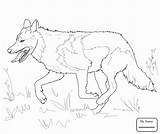 Wolf Grey Coloring Mexican Pages Gray Running Drawing Printable Head Realistic Color Print Wolves Wolfs Drawings Animals Getcolorings Kids Getdrawings sketch template