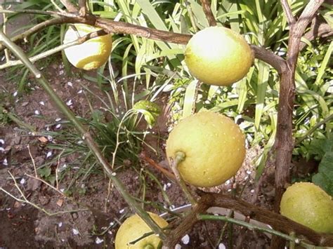 free picture lemon tree