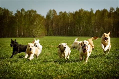 dogs running  grass  western  siesta key gateway