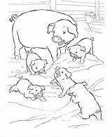Coloring Pages Pig Pigs Printable Kids Little Three sketch template