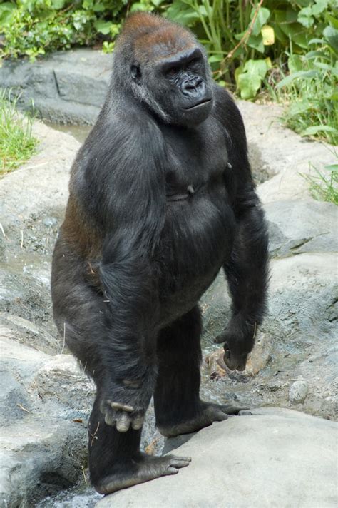 male gorilla standing   happeningstock  deviantart