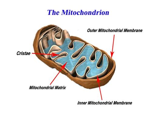 mitochondria    animal cell arndt themen