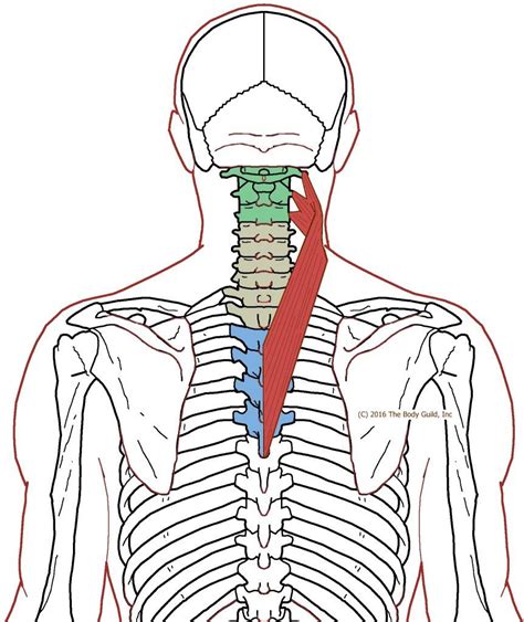 understanding trigger points stiffness at the base of the neck