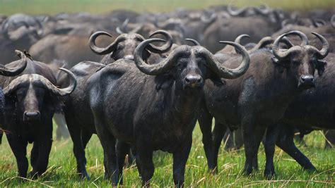 buffaloes drown  namibian river