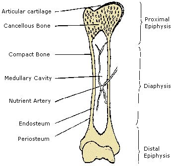 physiology skeletal system