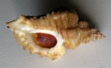 Afbeeldingsresultaten voor "ocenebra Erinacea". Grootte: 162 x 100. Bron: www.shells.cz