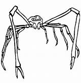 Spider Crab Coloring Pages Japanese Scary Color Printable Designlooter Drawings Getcolorings 21kb 612px sketch template