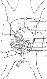 Pig Fetal Dissection Worksheet Answers Diagram Anatomy Biology Lab Diagrams Brain Sheep Labeled Biologycorner Frog Mouth Science Corner Structures Identify sketch template