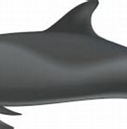 Afbeeldingsresultaten voor "peponocephala Electra". Grootte: 182 x 102. Bron: marinemammalscience.org