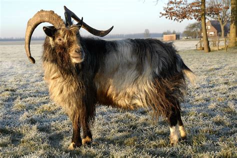 pest bij kleine herkauwers wur