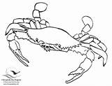 Crabe Coloriages Chesapeake Coloriage sketch template