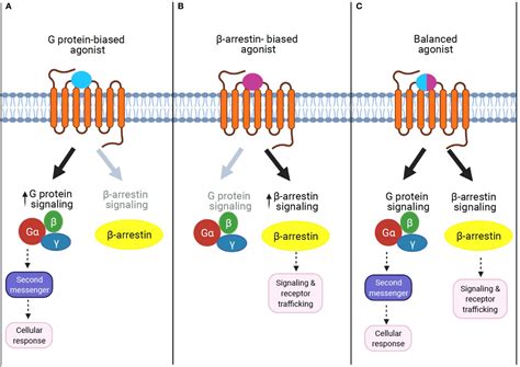 frontiers metabolic functions   protein coupled receptors   arrestin mediated signaling