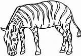 Zebra Zebras sketch template