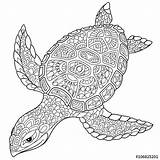 Coloring Mandala Turtle Pages Zentangle Adult Stylized Animal Drawing Printable Stock Cartoon Adults Illustration Turtles Sea Kids Isolated Sketch Doodle sketch template
